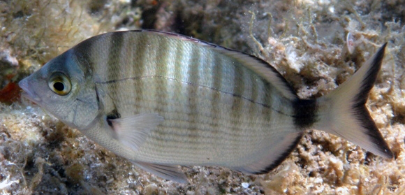 Diplodus puntazzo_09.jpg